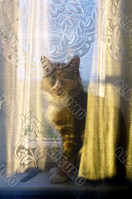 domestic cat