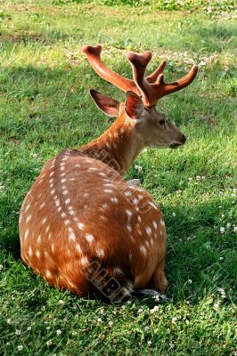 red deer