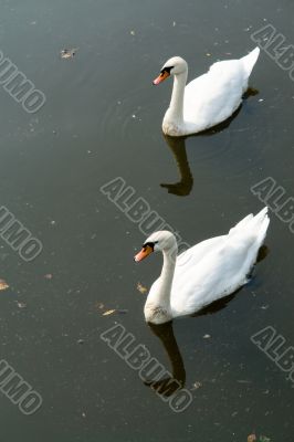 Two white swans