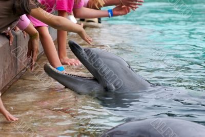 feeding dolphin