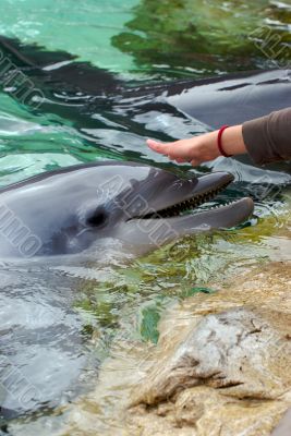 feeding dolphin