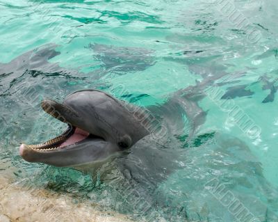 dolphin