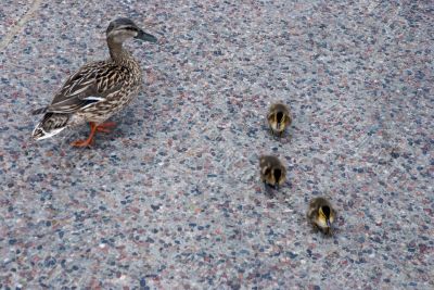 Duckling
