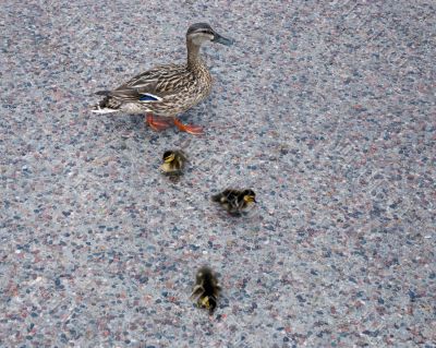 Duckling
