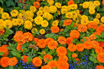 colorful flower