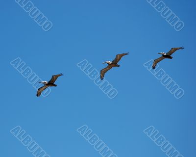 Pelicans