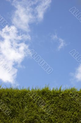Hedge and sky