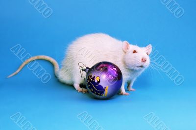 white rat