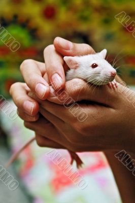 white rat
