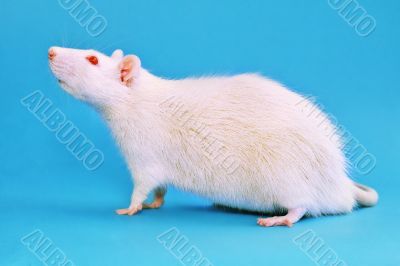 white rat