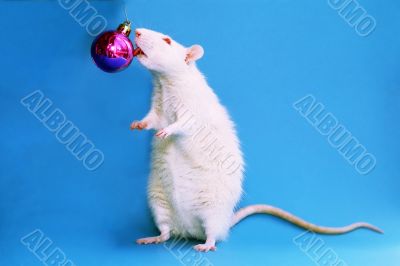 white rat