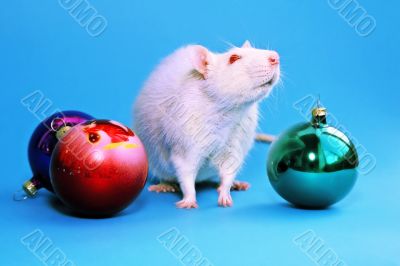 white rat