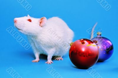 white rat