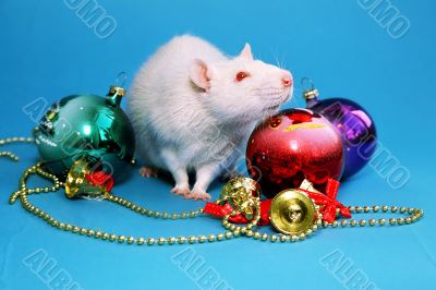 white rat