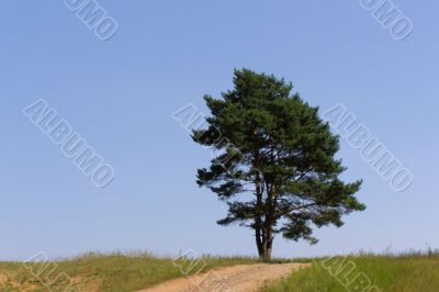 pine tree