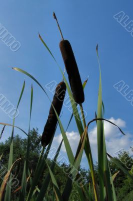 bulrush