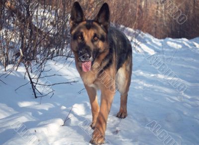 German Shepherd