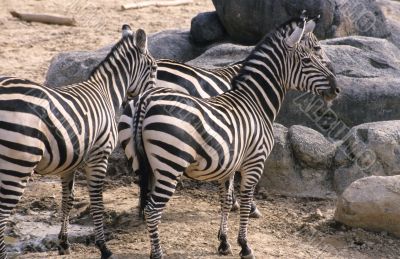 Zebras