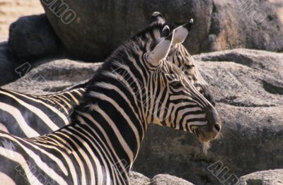 Zebras