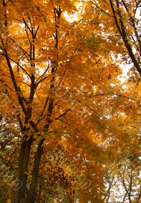 Autumn background