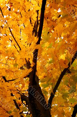Autumn background