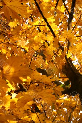 Autumn background