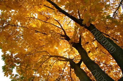 Autumn background