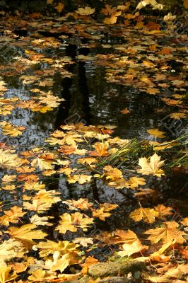 Autumn background