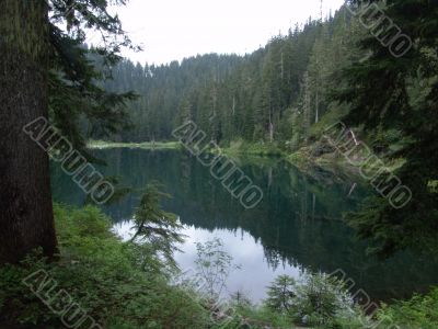 Lake surrounded by trees