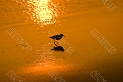 wading bird at sunset