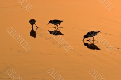 wading birds on golden sand