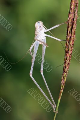 graceful grasshopper slough