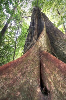 big ficus tree in jungle