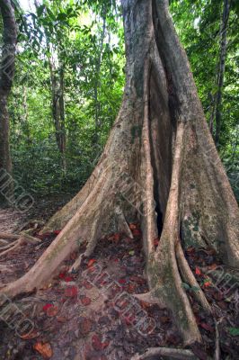 big ficus tree in jungle