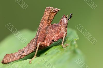 strange tropical grasshopper