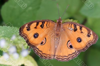 tropical nymphalidae butterfly