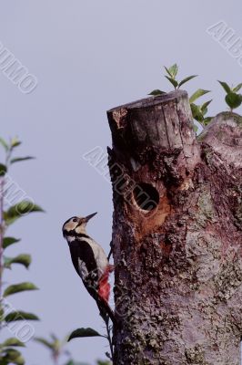 Woodpecker
