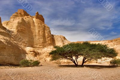 Tree at the bottom of a canyon