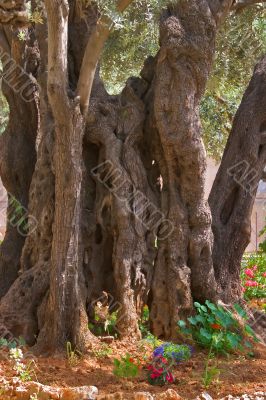 In Gethsemane Garden  in Jerusalem.