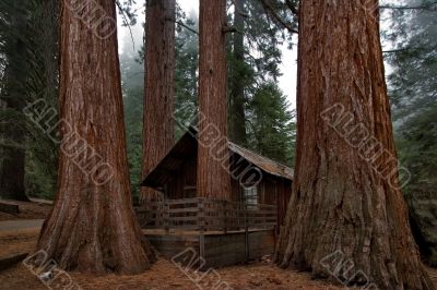 Round dance of giants