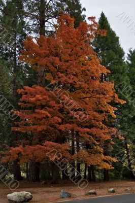 Autumn holyday