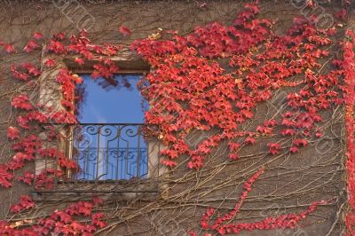 Red ivy.