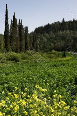 Forest meadow