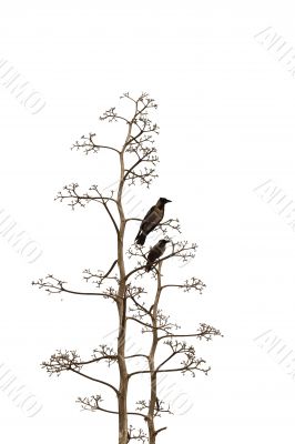 Two birds on white background