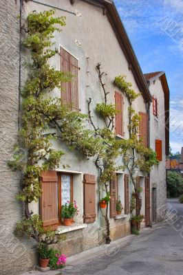 The ancient houses covered by an ivy