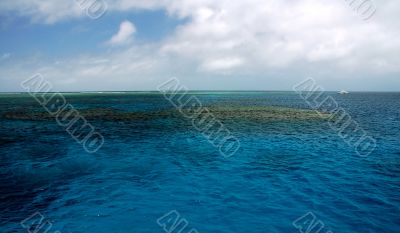 Coral Reef