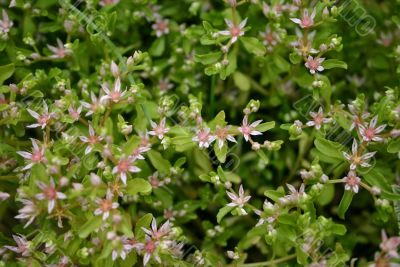 small pink flowers