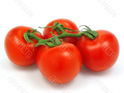 Tomatoes with clipping path