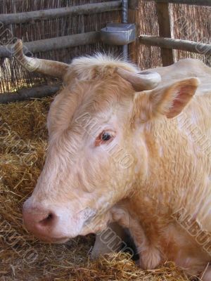 Cow in the stall
