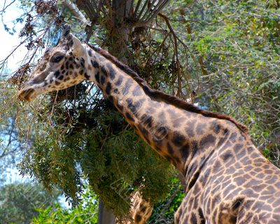 giraffe